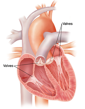 Cross section of heart showing four valves.